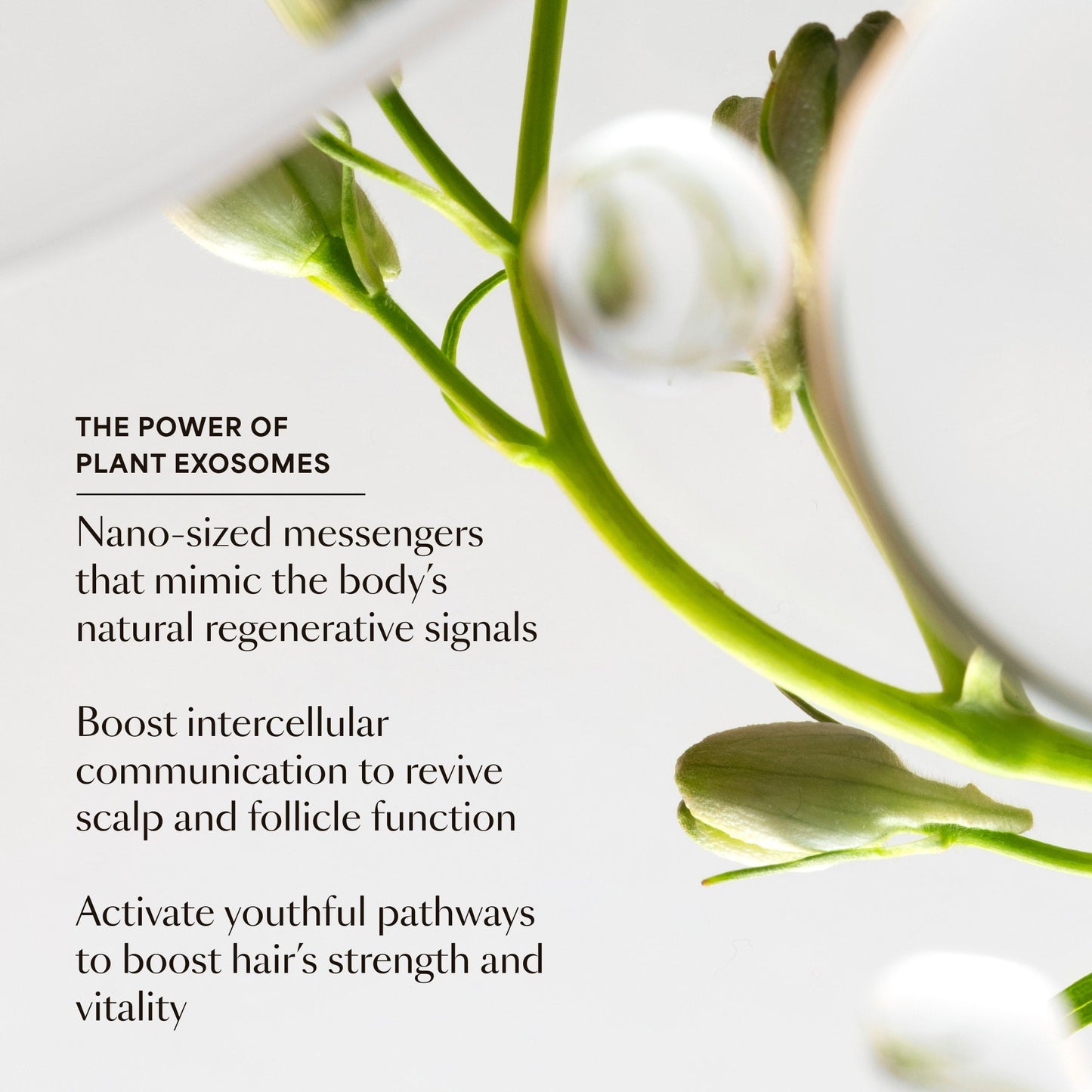 Hair Serum